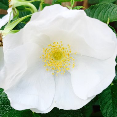 Rosa rugosa 'Alba'