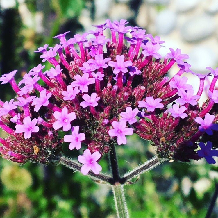 plant image 247245