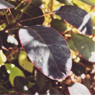 Cotinus