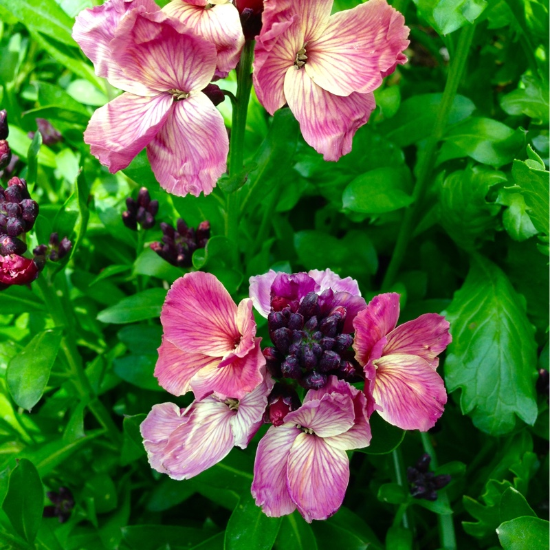 Plant image Erysimum