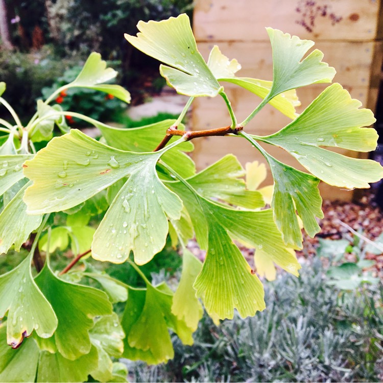 Plant image Ginkgo biloba