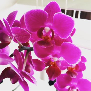 Phalaenopsis