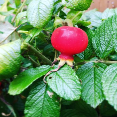 Rosa rugosa 'Alba'