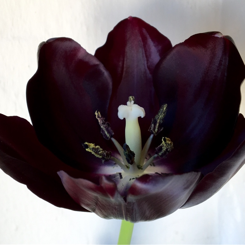 Plant image Tulipa 'Queen of Night'