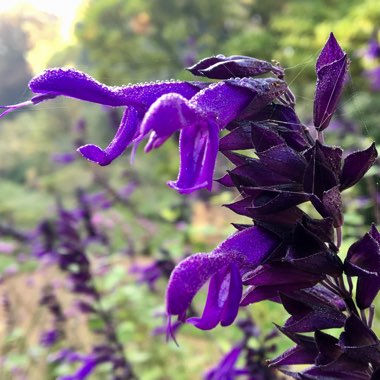 Salvia x superba 'Merleau Blue' syn. Salvia nemorosa 'Merleau Blue'