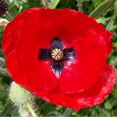Papaver