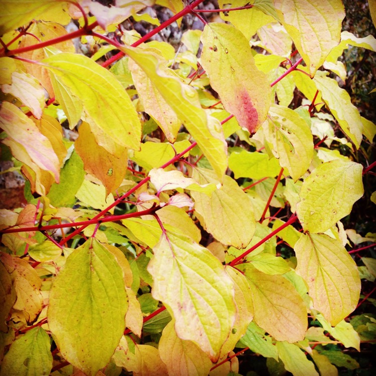 Plant image Cornus sanguinea 'Winter flame'
