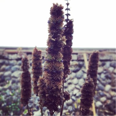 Agastache 'Black Adder'