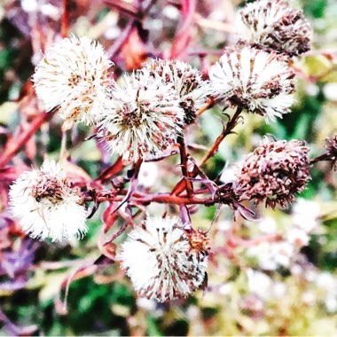 Aster