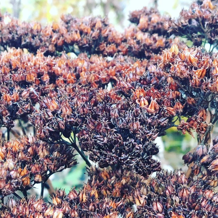 plant image 285118