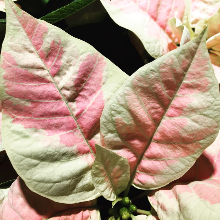 Plant image Euphorbia pulcherrima