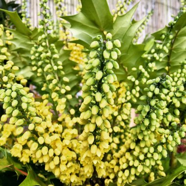 Mahonia japonica 'Bealei'