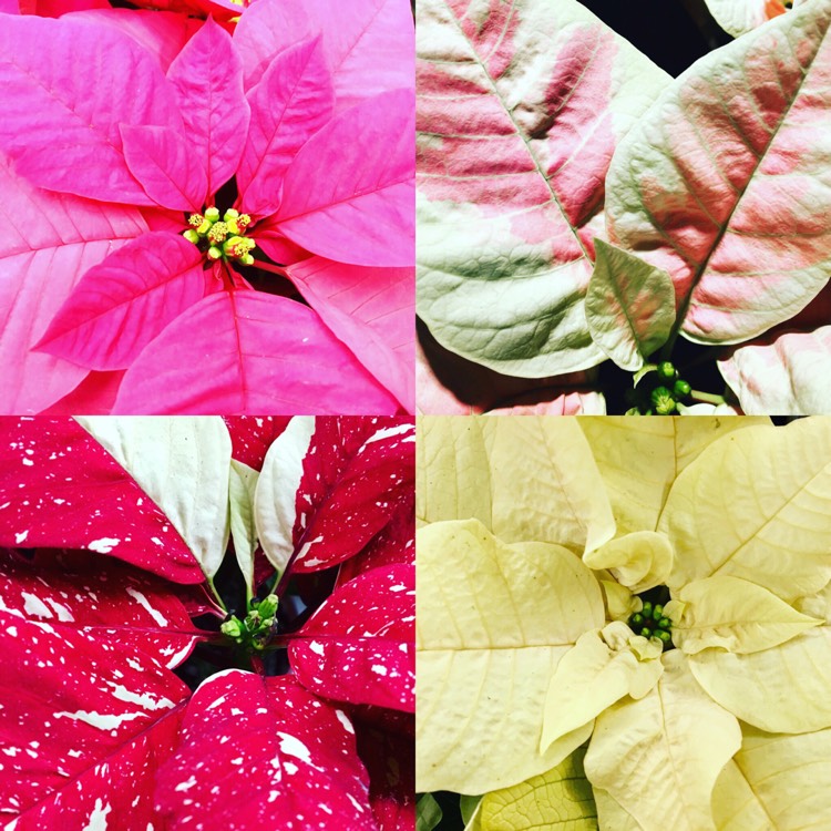Plant image Euphorbia pulcherrima
