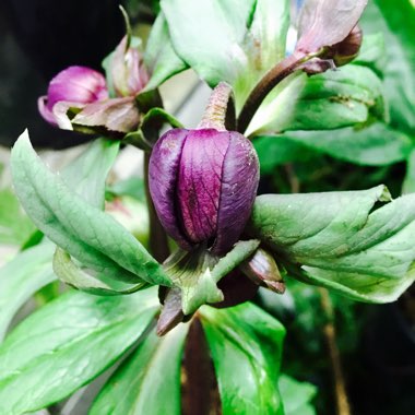 Helleborus x hybridus 'Harvington Double Chocolate'