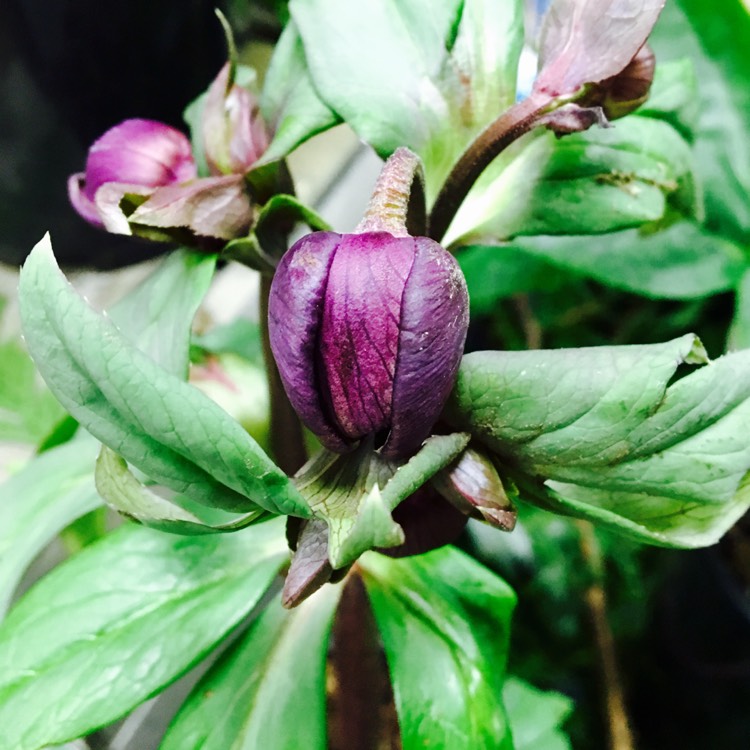 plant image 289195