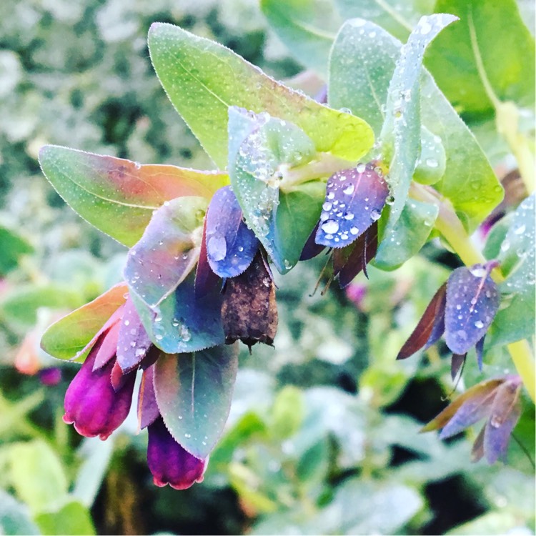 Plant image Cerinthe major 'Purpurescens'