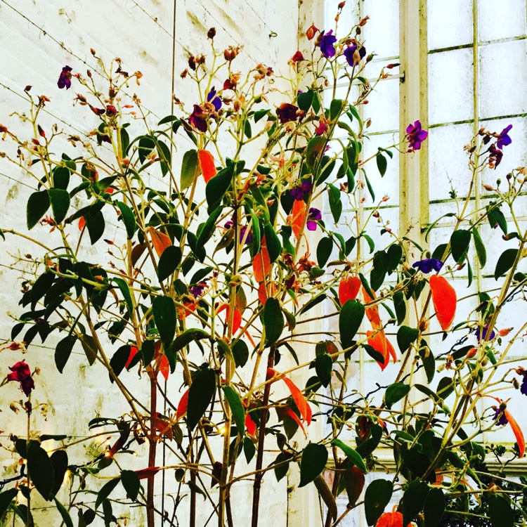 Plant image Tibouchina urvilleana