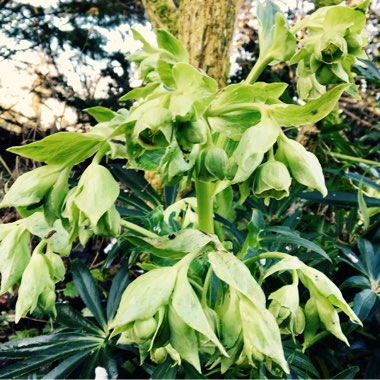 Helleborus foetidus