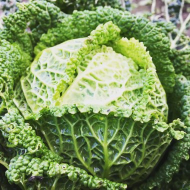 Brassica oleracea (Capitata Group)