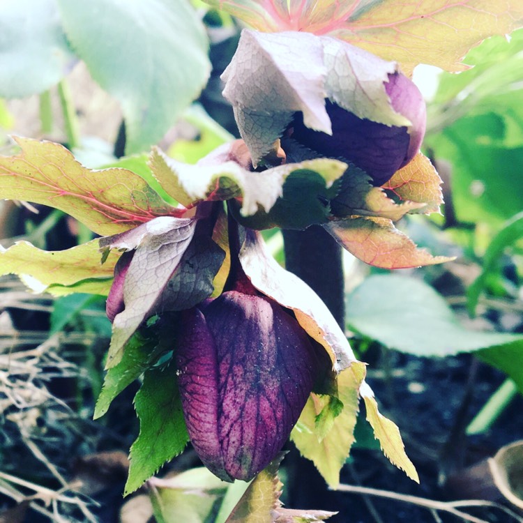 plant image 312623