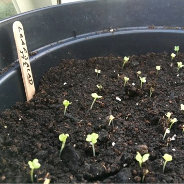 Lactuca sativa