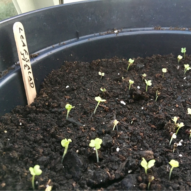 plant image 313504