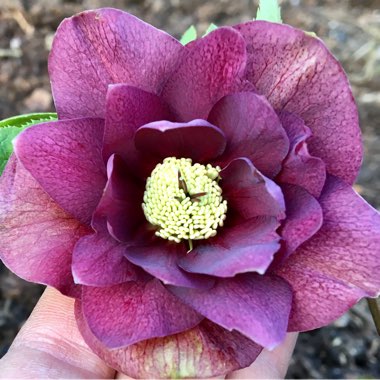 Helleborus