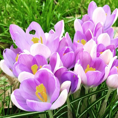 Crocus
