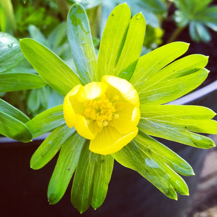 Plant image Eranthis hyemalis