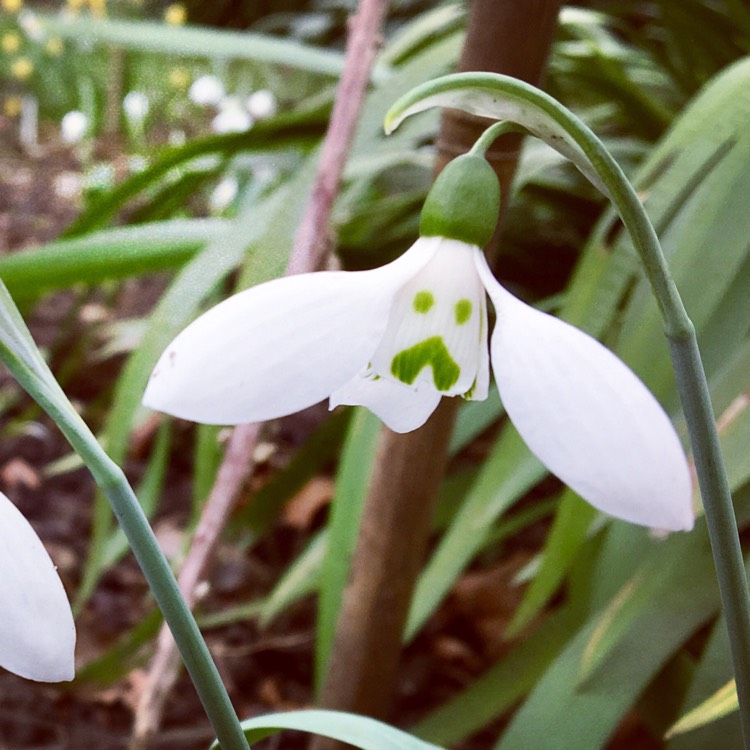 Plant image Galanthus nivalis
