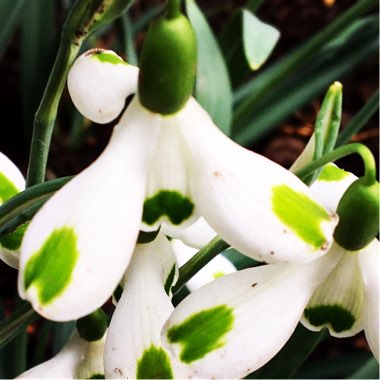 Galanthus 'Trumps'