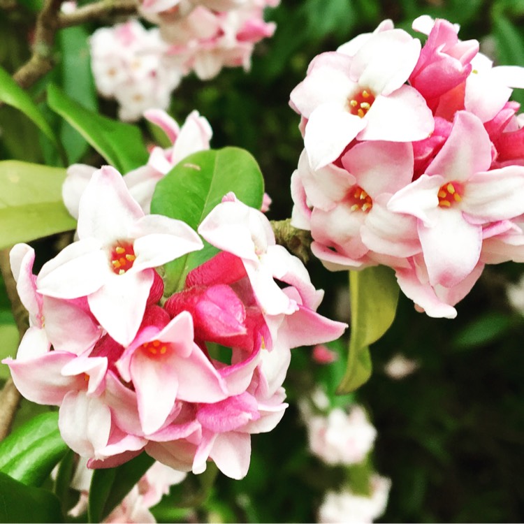 Plant image Daphne odora
