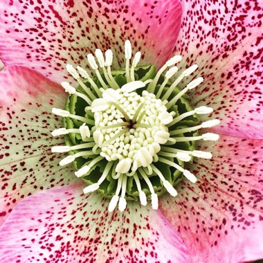 Helleborus x hybridus 'Pink Lady Spotted' (Lady Series)