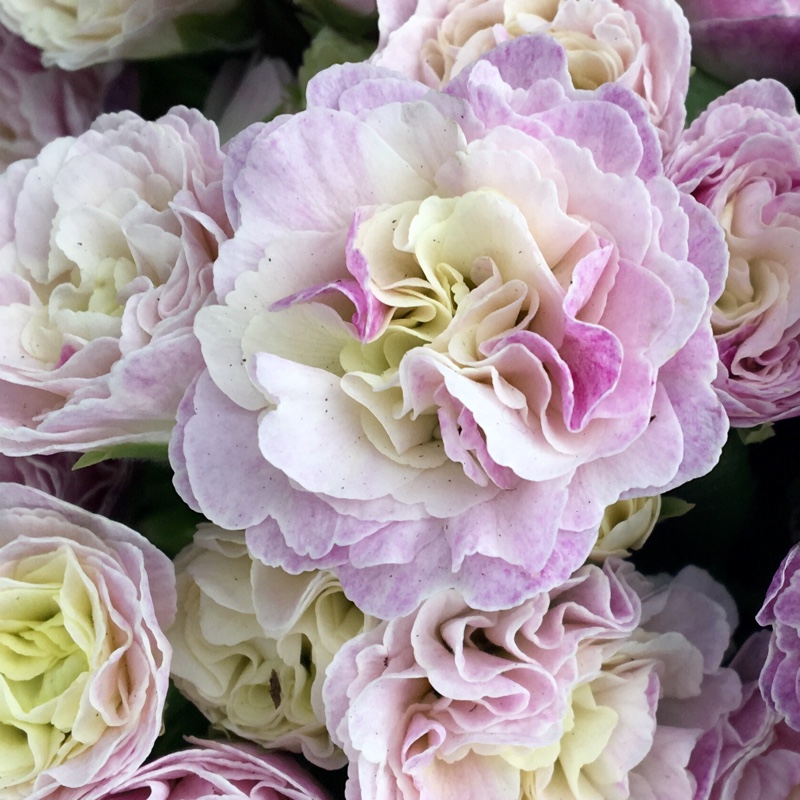 Primula belerina 'Pink Champagne'