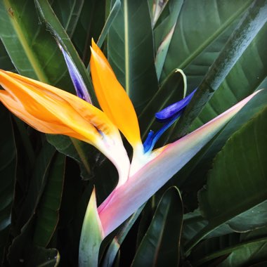 Strelitzia augusta