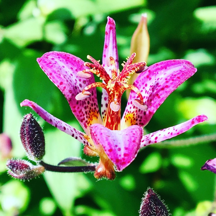 plant image 330366