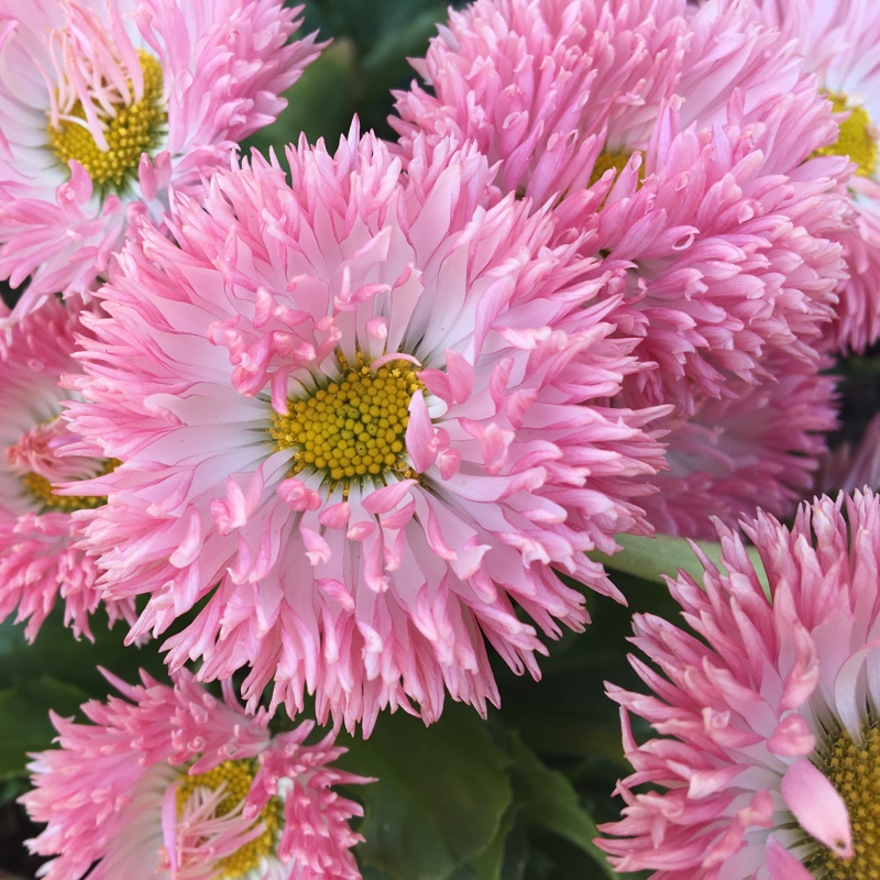 Plant image Bellis Perennis