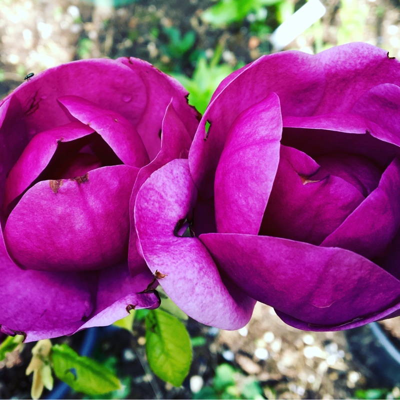 Plant image Magnolia