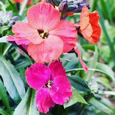 Erysimum 'Red Jep'