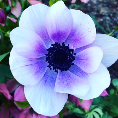 Anemone coronaria 'Harmony Blue'