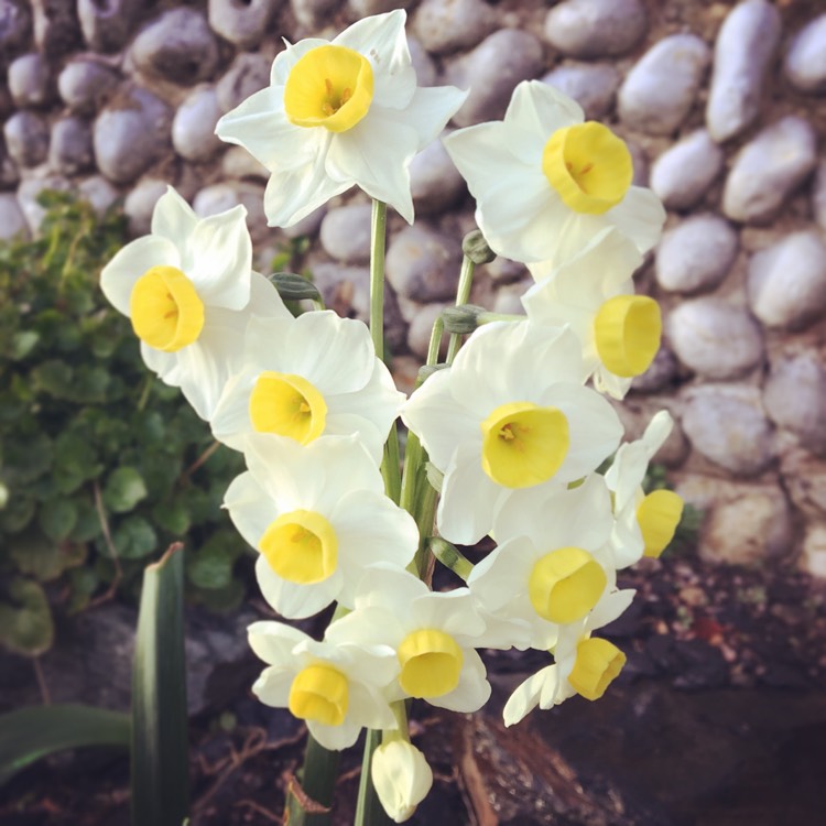 Plant image Narcissus 'Avalanche'