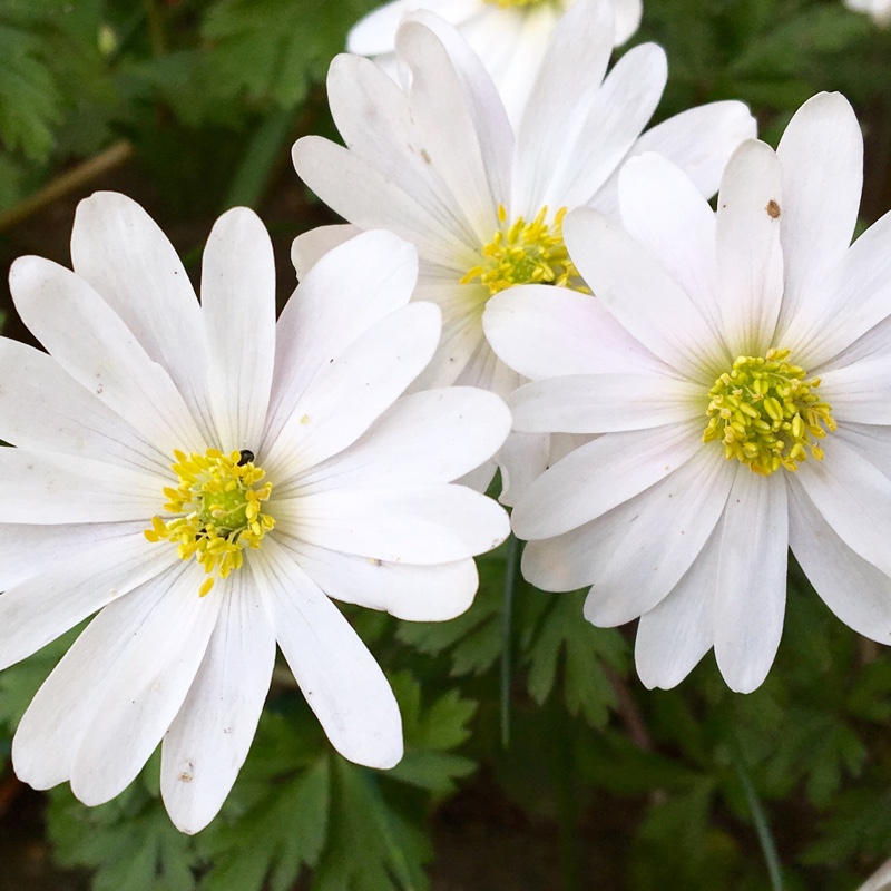 Plant image Anemone blanda 'White Splendour'