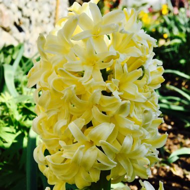 Hyacinthus orientalis
