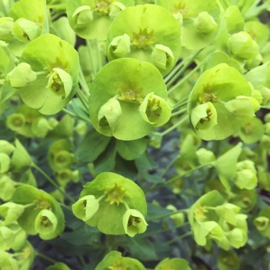 Euphorbia