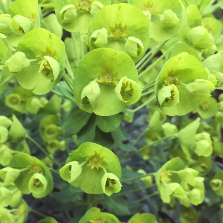 Plant image Euphorbia