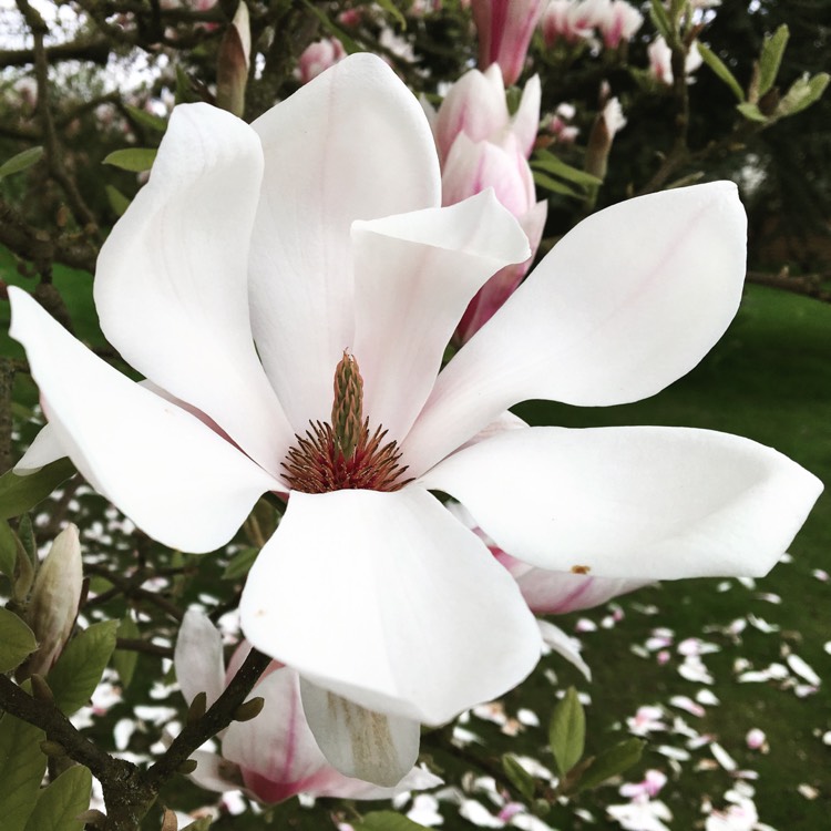 plant image 352566