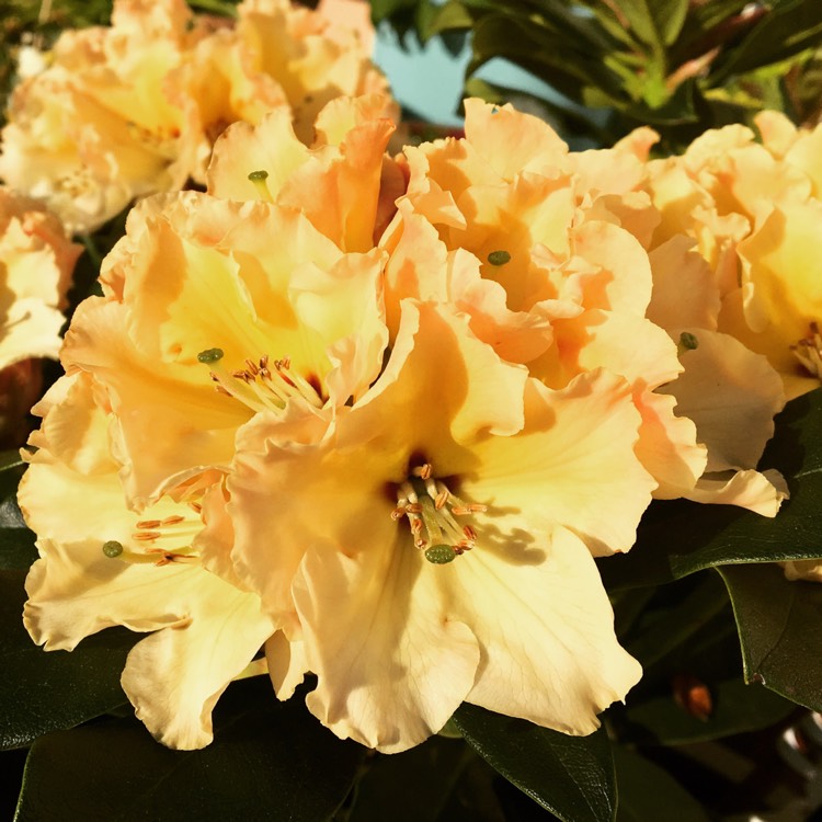 plant image 358721