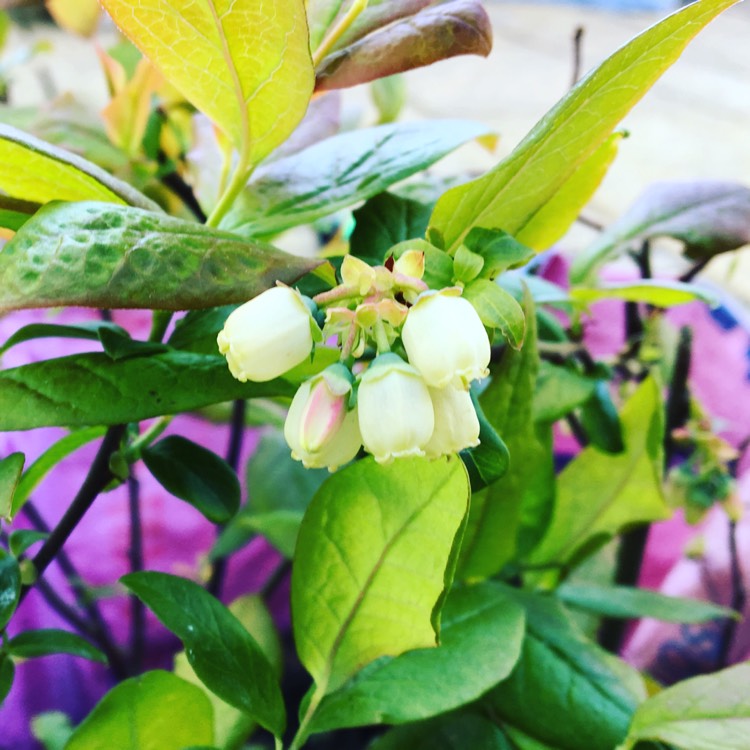 Plant image Vaccinium corymbosum 'Patriot'