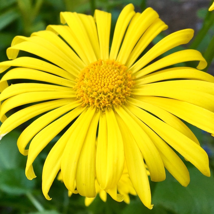 Plant image Doronicum orientale