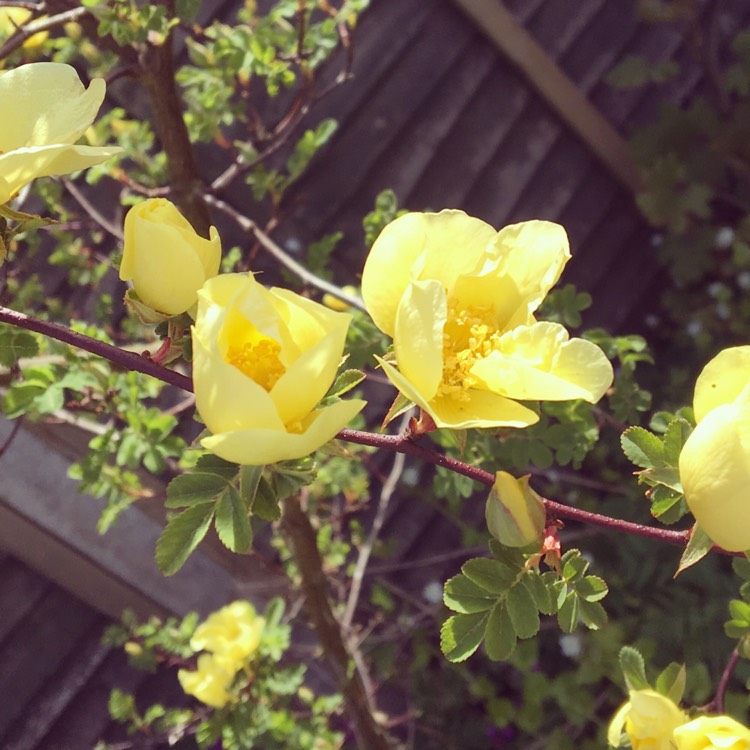 Plant image Rosa xanthina 'Canary Bird'